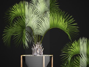 butia capitata palm 3D 모델