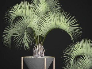 butia capitata palm 3D Model