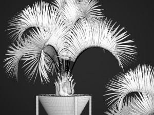 butia capitata palm 3D 모델