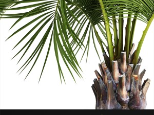butia capitata palm 3D 모델