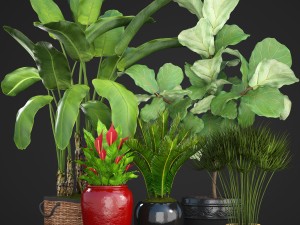 collection plants 3D 모델