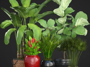 plantes de collection Modèle 3D
