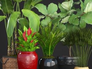 collection plants 3D Model