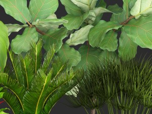 collection plants 3D Model