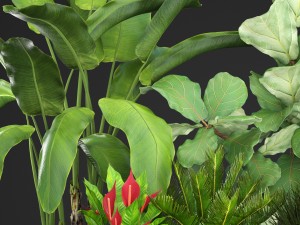 collection plants 3D Model