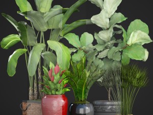 collection plants 3D Model