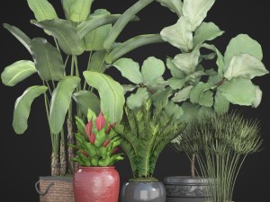 collection plants 3D Model