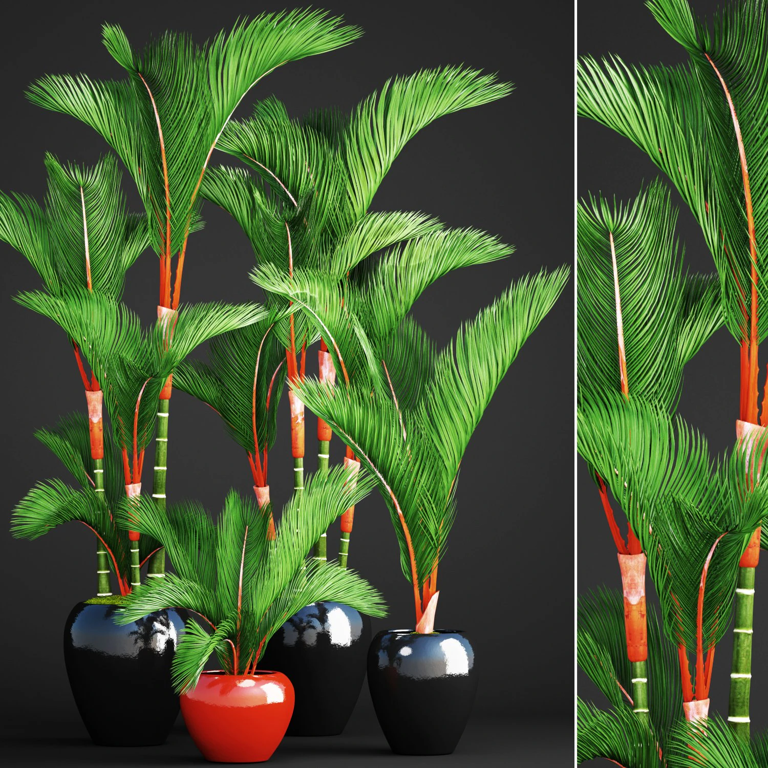 cyrtostachys renda palm set 3D Model .c4d .max .obj .3ds .fbx .stl .blend