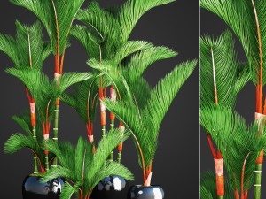 cyrtostachys renda palm set 3D Model