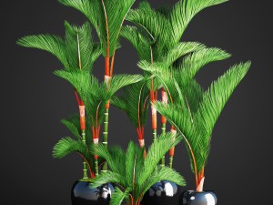 cyrtostachys renda palm set 3D Model
