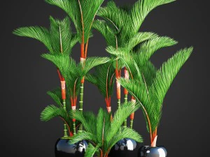 cyrtostachys renda palm set 3D Model