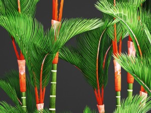 cyrtostachys renda palm set 3D Model