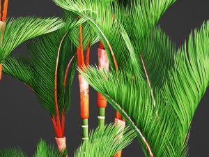 cyrtostachys renda palm set 3D Model