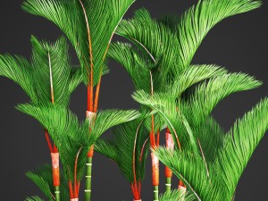 cyrtostachys renda palm set 3D Model