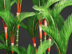cyrtostachys renda palm set 3D Model