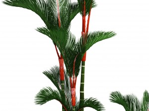 cyrtostachys renda palm set 3D Model