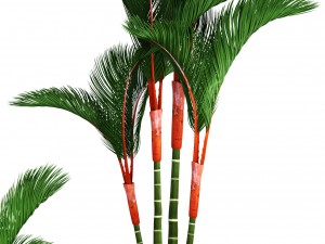 cyrtostachys renda palm set 3D Model