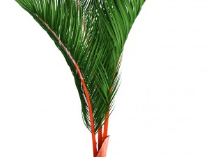 cyrtostachys renda palm set 3D Model