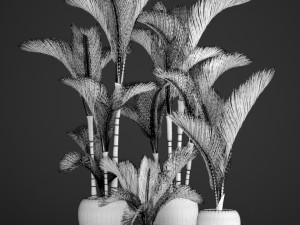 cyrtostachys renda palm set 3D Model