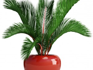 cyrtostachys renda palm set 3D Model