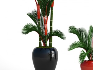 cyrtostachys renda palm set 3D Model