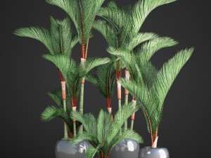 cyrtostachys renda palm set 3D Model