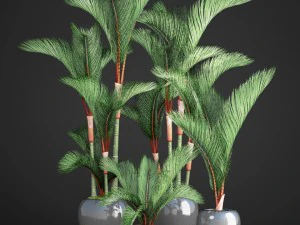 cyrtostachys renda palm set 3D Model