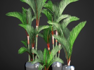 cyrtostachys renda palm set 3D Model