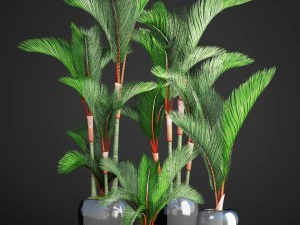 cyrtostachys renda palm set 3D Model