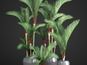 cyrtostachys renda palm set 3D Model