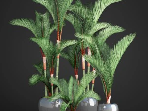 cyrtostachys renda palm set 3D Model