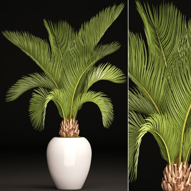 phoenix canariensis 3D-Modell .c4d .max .obj .3ds .fbx .stl .blend 