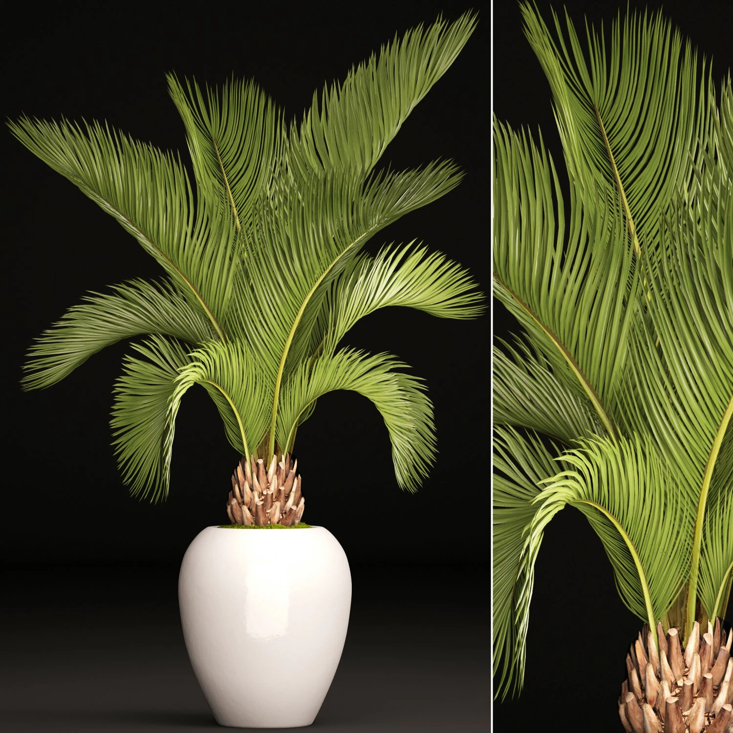 phoenix canariensis 3D Model .c4d .max .obj .3ds .fbx .stl .blend