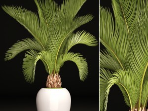 phoenix canariensis Model 3D