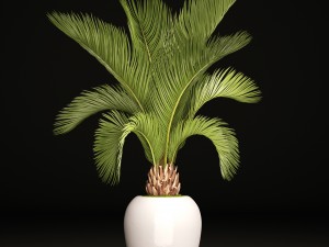 phoenix canariensis 3D-Modell
