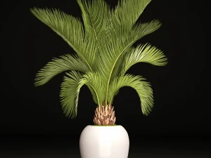 phoenix canariensis 3D Model
