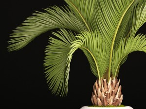 phoenix canariensis 3D-Modell