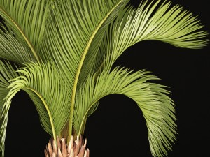 phoenix canariensis 3D-Modell