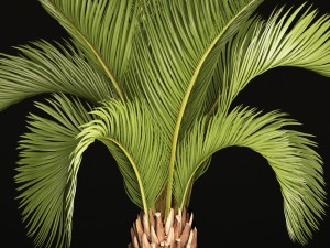phoenix canariensis 3D-Modell