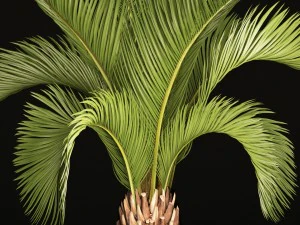 phoenix canariensis 3D Model