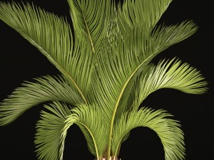 phoenix canariensis 3D-Modell
