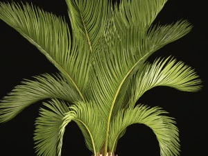 phoenix canariensis 3D Model