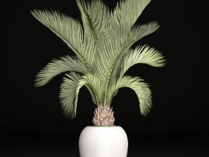 phoenix canariensis 3D-Modell