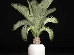 phoenix canariensis 3D Model