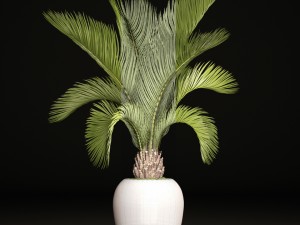 phoenix canariensis 3D-Modell
