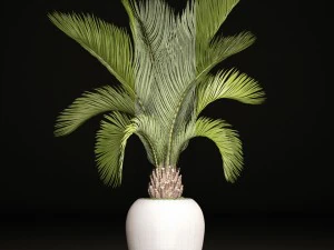 phoenix canariensis 3D Model