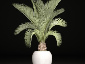 phoenix canariensis 3D-Modell