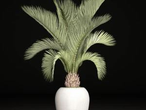 phoenix canariensis 3D Model