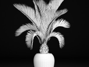 phoenix canariensis 3D-Modell