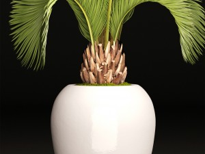 phoenix canariensis 3D-Modell